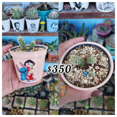 Cactus y suculentas en macetas decoradas a mano - 4/10