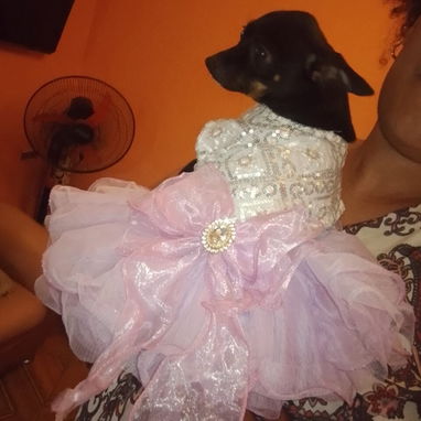 Se venden estas dos perritas 🐶 chihuahuas Cabeza de venado de un año (Vírgenes) y bien cuidadas - Img 123636801