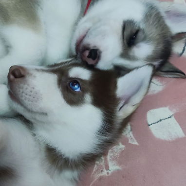 Husky Siberianos - Img 125633351