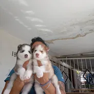 Cachorro de husky siberiano - Img 57534900