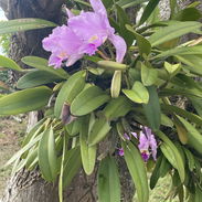 Orquídeas - Img 55850586