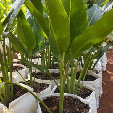 Servicios de jardineria - Img 119877569