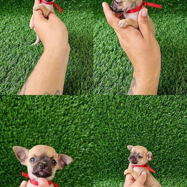 💙🐶DOGS BUTTY💙🐶53619001 🐶 PEKINES HEMBRAS Y MACHO 🐶CHIHUAHUA MINI  🐶chihuahua Fawn 🐶PITBULL AZULES  📞53619001 - 5/5
