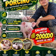 Emprendedor Porcino - Img 58110777