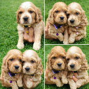 🤩COCKER SPANIEL AMBOS S3XOS 🤩🐾🐾🐾🐾🧬 - Img 55973565
