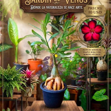 Adeniums, tu rosa del desierto en casa 🏡 - 7/10