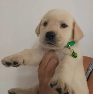 💜 🐾 Cachorros  American Bully Pocket, Pitbull, Pequinés, Labrador Shih Tzu Beagle, Pug, Chihuahua. BETTY MASCOTAS🐾 💜 - Img 99414498