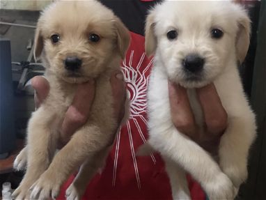 Se venden Hermosos cachorros Golden Retriever un macho y dos hembritas - Img 66038291