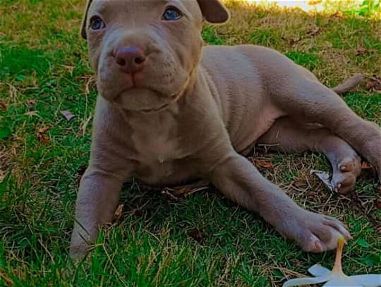 Cachorro Pitbull Terrier - Img main-image