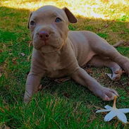Cachorro Pitbull Terrier - Img 45564975