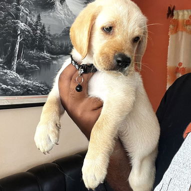 😍 HERMOSO CACHORRO LABRADOR RETRIEVER 😍 - Img 125596974