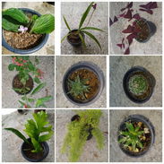 Tengo plantas naturales - Img 57892602