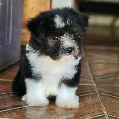 😍 HERMOSO CACHORRO BICHON HABANERO 😍 - 2/3