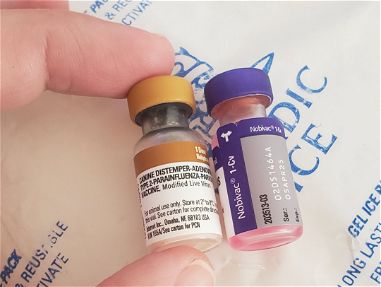 Vacuna pentavalente - Img main-image