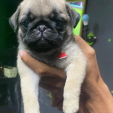 PUG CARLINOS,hembras,en 350 USD o equivalente en moneda nacional,TENGO MENSAJERÍA,tienen 50 días y están desparacitados - 8/10