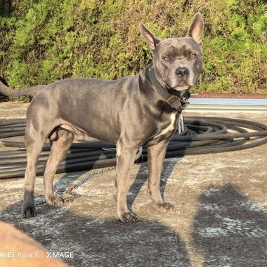 Cachorros de pitbull - Img 123606427