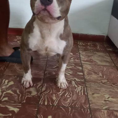 AMÉRICAN BULLY CON PEDIGRI,macho,en 250 USD o equivalente,TENGO MENSAJERÍA,tiene 7 meses Y ESTÁ VACUNADO E INSCRITO - 2/5