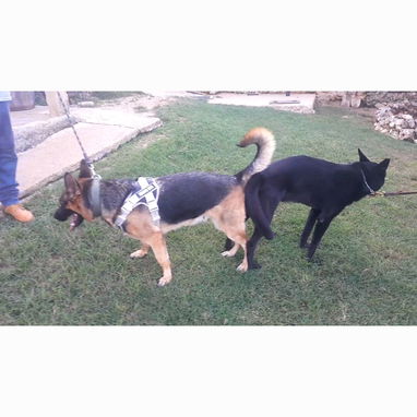 Cachorros pastor alemán - 5/5