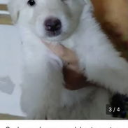 Contamos con lindos cachorros.pastor belga malinoe.pitbull.pequine.chihuahua.shitzu.yorky.labrador.rowailer.pomerania - Img 56459079