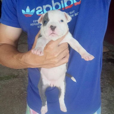 Cachorros Pitbull bully. 200 usd - Img 122571287