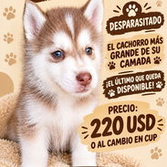 Cachorro de husky siberiano legítimo - Img 58090736