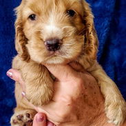 ((( COCKER SPANIEL AMBOS SEXOS WHATSAPP 58746644 ))) - Img 55894607