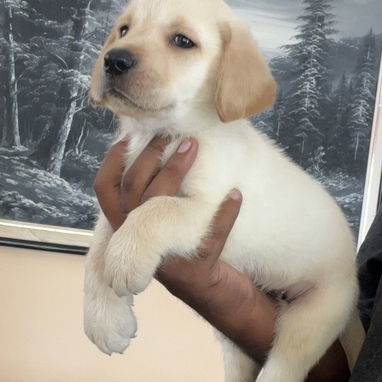 😍 HERMOSOS CACHORROS LABRADOR RETRIEVER 😍 - 3/3