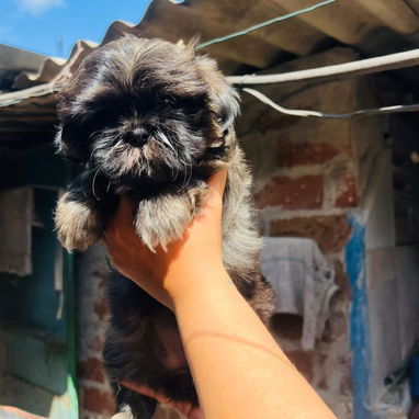 Hermosos cachorros Chitzu - 2/4