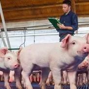 🐖 SE BUSCA SOCIO DE NEGOCIO PARA PROYECTO PORCINO | GESTIÓN Z - Img 57272582