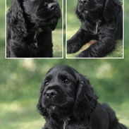 COCKER SPANIEL - Img 55702063