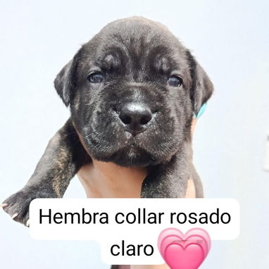 CANE CORSO CON PEDIGREE - Img 125280199