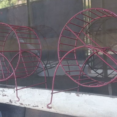 Variedad de hamster( pequeños y grandes). Jaulas. Pienso. Comederos. Ruedas - Img 117730264