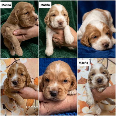 💜💜💜* 🐶¿BUSCAS UN CACHORRO?* TE AYUDAMOS A ENCONTRAR TÚ FIEL COMPAÑERO WHATSAPP 58746643 💜💜💜. - Img 122998736