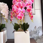 Orquidea - Img 55794894