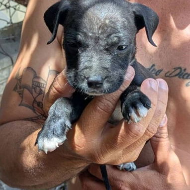 🐶 ¡Cachorros Pitbull en venta! 🐶 - Img 122851932