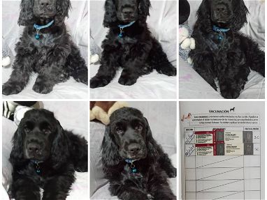 <<< Cocker, cachorro macho de 4 meses vacunado en venta 52506841 76930613 BETTY MASCOTAS >>> - Img main-image-45711466