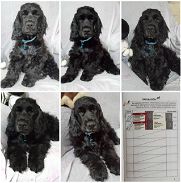 <<< Cocker, cachorro macho de 4 meses vacunado en venta 52506841 76930613 BETTY MASCOTAS >>> - Img 45711466