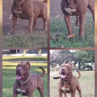 PITBULL,hembras,en 150 USD o equivalente(ACEPTO TRANSFERENCIA)TENGO MENSAJERÍA,tienen 48 días y están desparacitados - Img 123315228