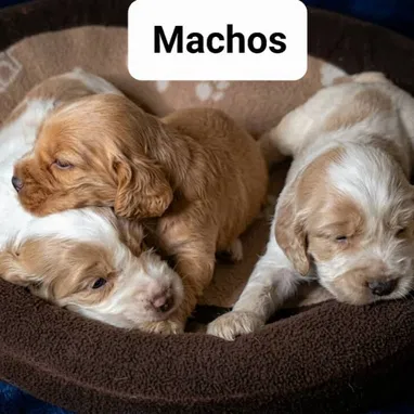 ((( COCKER SPANIEL AMBOS SEXOS PRÓXIMA VENTA BETTY MASCOTAS WHATSAPP 52506841 ))) - Img 123028168
