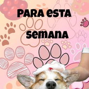 Estilista canina a domicilio contacte para detalles - Img 57053840