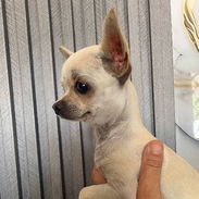 Cachorra Chihuahua cabeza de manzana de 5 meses, ya vacunada y con muy buena genética, para más información 53493047 - Img 57394817