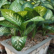 Transforma tu hogar o negocio en un espacio lleno de vida y color con nuestros servicios de jardinería profesional. Ofre - Img 56285645