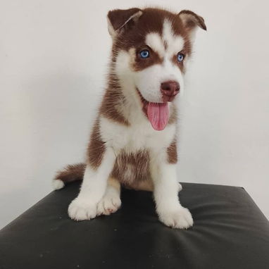 HUSKY SIBERIANO,macho,en 200 USD o equivalente,TENGO MENSAJERÍA,de 58 días,desparacitado,SE ENTREGA CON HISTORIA CLÍNICA - 2/5