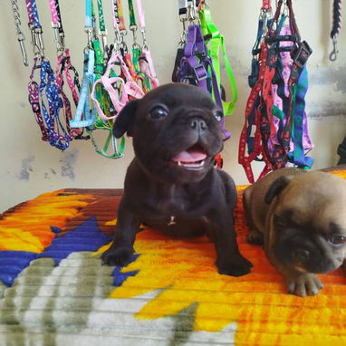 TENEMOS TODO TIPO DE PERROS PURA RAZAS DISPONIBLES - 2/10