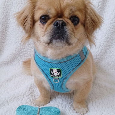 ✅️🐶🐾JUEGO DE PECHERAS Y CORREA PARA MASCOTAS 📲53902244 - Img 120361613