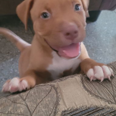 Cachorro Pitbull - 4/5