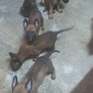CACHORROS BELGA MALINOIS - Img 55980747