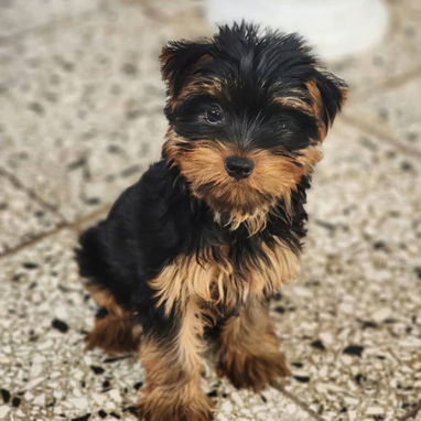 馃惗 CACHORROS DE RAZAS CON GARANT脥A Y CONFIANZA BETTY MASCOTAS WHATSAPP 52506841 馃惗 - Img 123757277