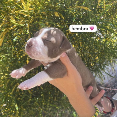 Pitbull - Img 123426805