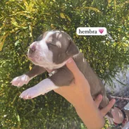 Pitbull - Img 55814464